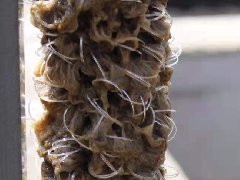 生物脫氮填料