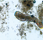 山東生物填料