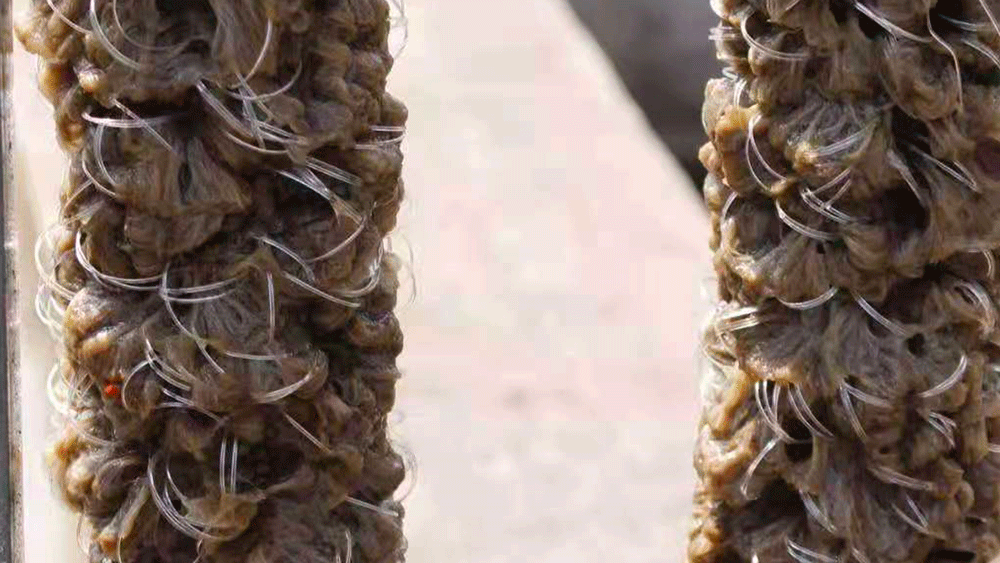 生物繩填料掛膜效果展示